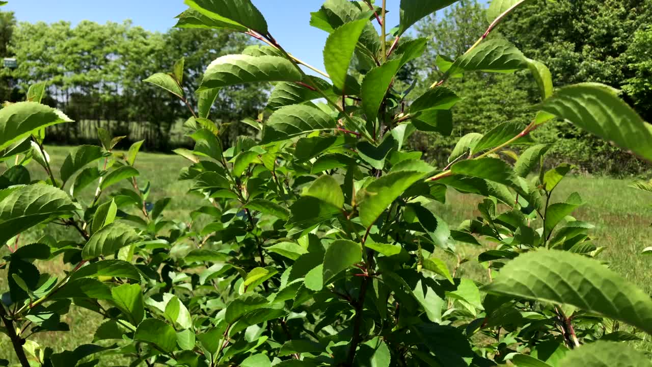 Leaves from a young cherry tree blowing in the wind