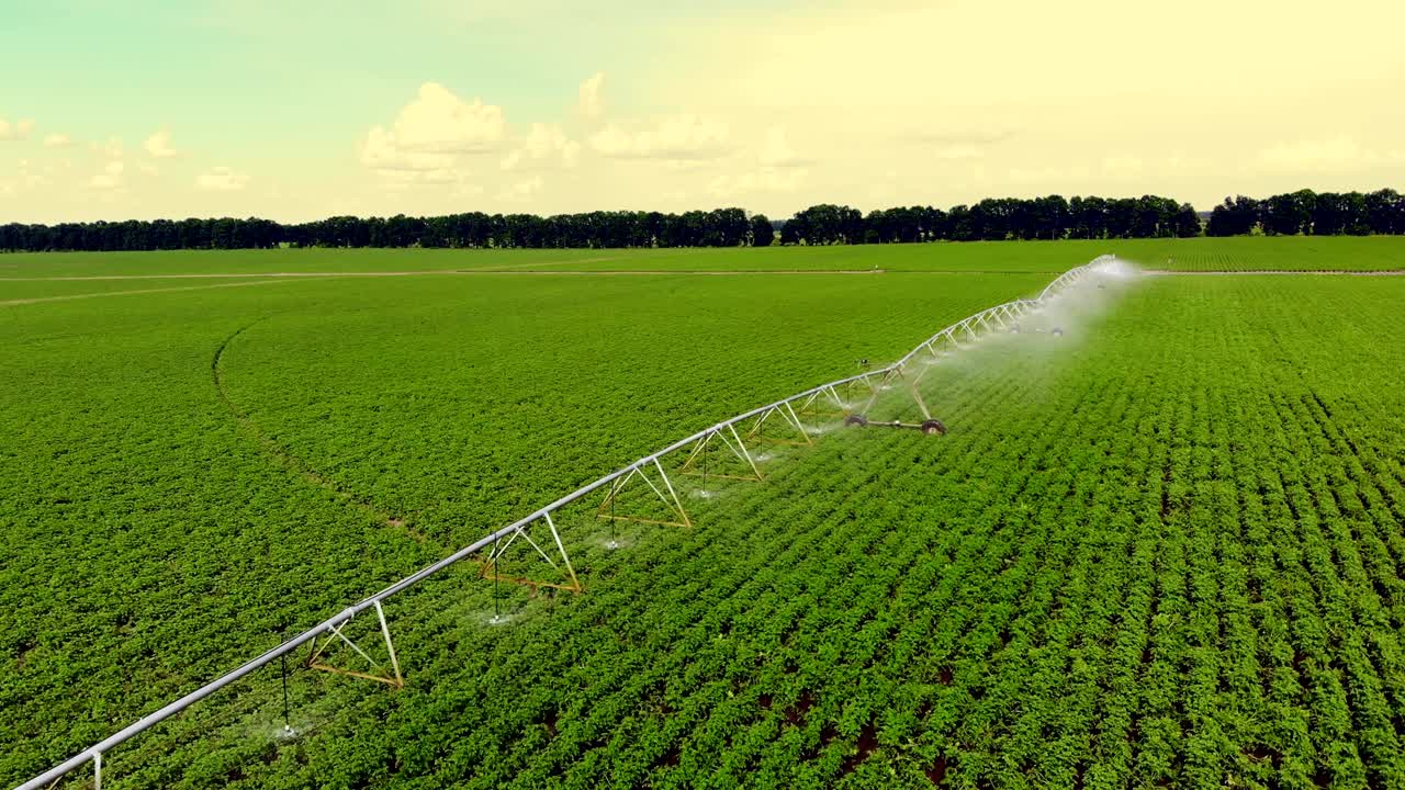 aero, vista superior, las patatas crecen en el campo, irrigadas por un sistema especial de riego por pivote de aspersión. riego arbustos verdes de patatas plantadas en filas en el campo de la granja. día de verano