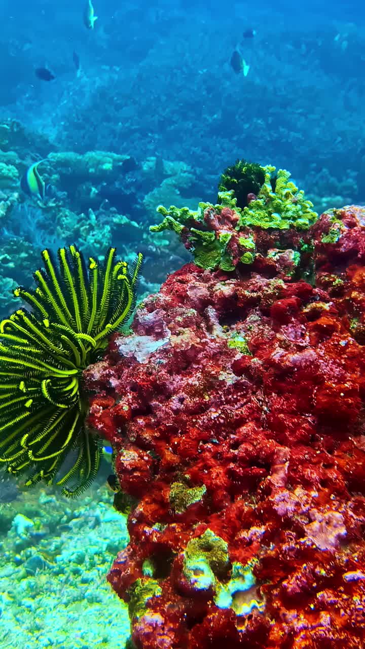 Colorful coral reef with feather star and marine growth in tropical waters, vertical