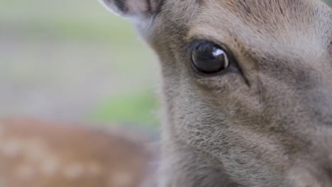 Nahaufnahme-Eines-Neugierigen-Rehkitzes-In-Freier-Wildbahn