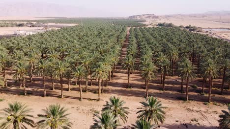 date palm plantation in israel with rows in an arid desert landscape, desert farm, aerial view