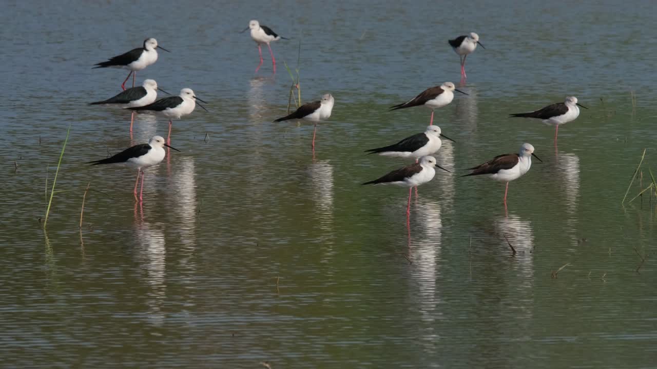 un individuo camina hacia la izquierda y todos miran hacia la derecha tomando el sol bajo el sol de la mañana, zancos de alas negras himantopus himantopus tailandia