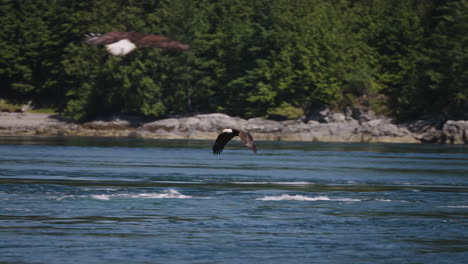 Un-águila-Volando-En-Columbia-Británica-Canadá-Sobre-El-Océano-En-Busca-De-Peces