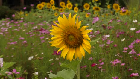 close-up view, floral petals, tropical plants, fresh sunflower growth