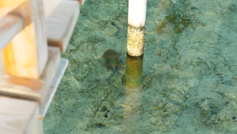 bluespotted ribbontail ray in crystal clear sea water swims away from pole of jetty