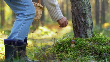 a woman picking mushrooms in the forest