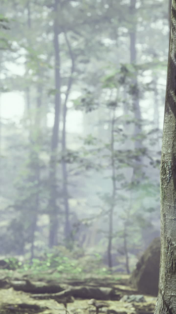 Misty forest landscape with tree and stone in serene environment