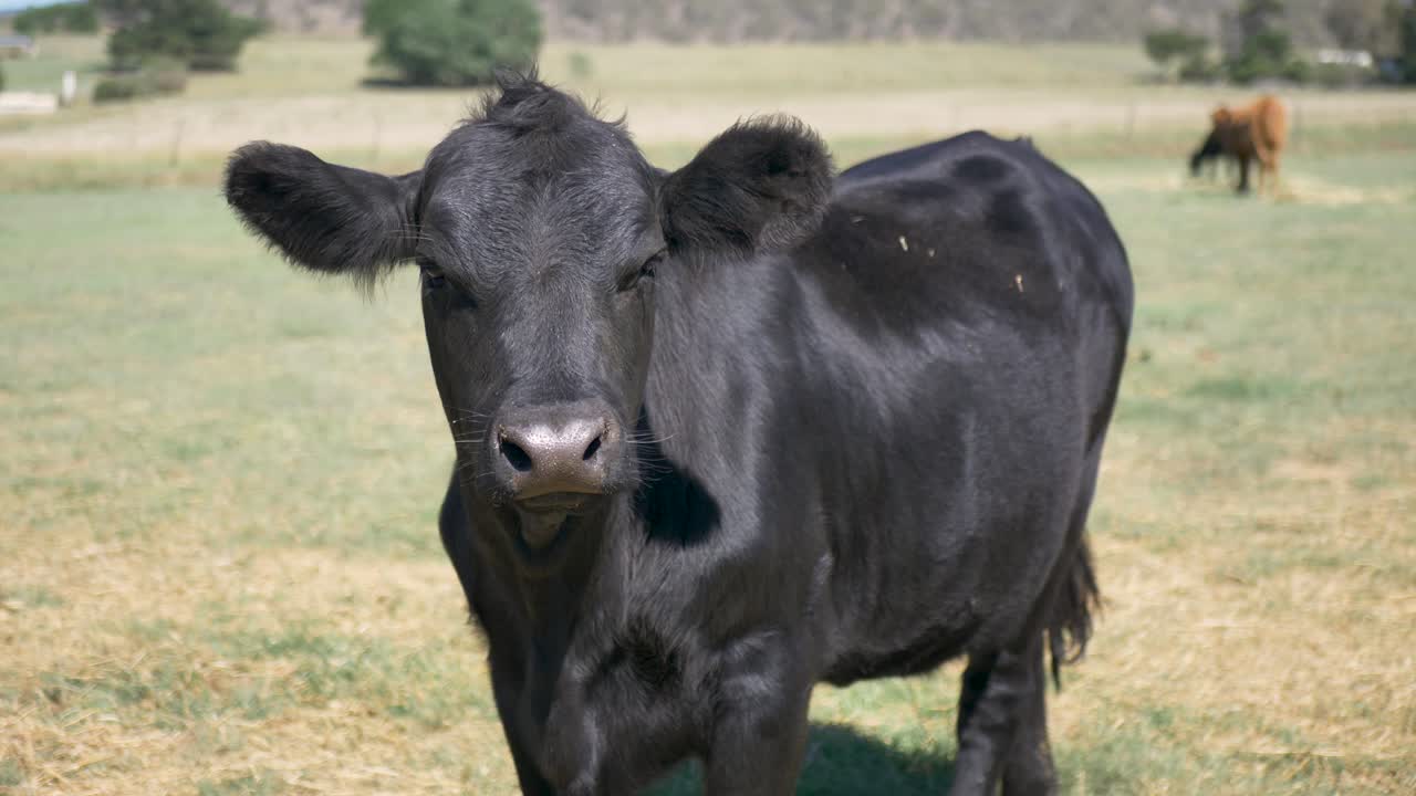 Primo piano al rallentatore di una mucca nera in piedi in un pascolo di un ranch in una proprietà agricola in una cittadina rurale australiana. Specie animale, mammiferi, natura, all'aperto, viaggi, turismo.