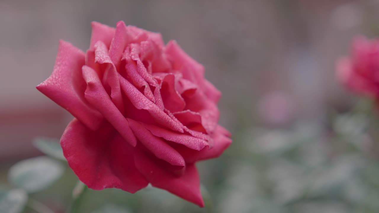 Han florecido varios tipos de rosas en el jardín.