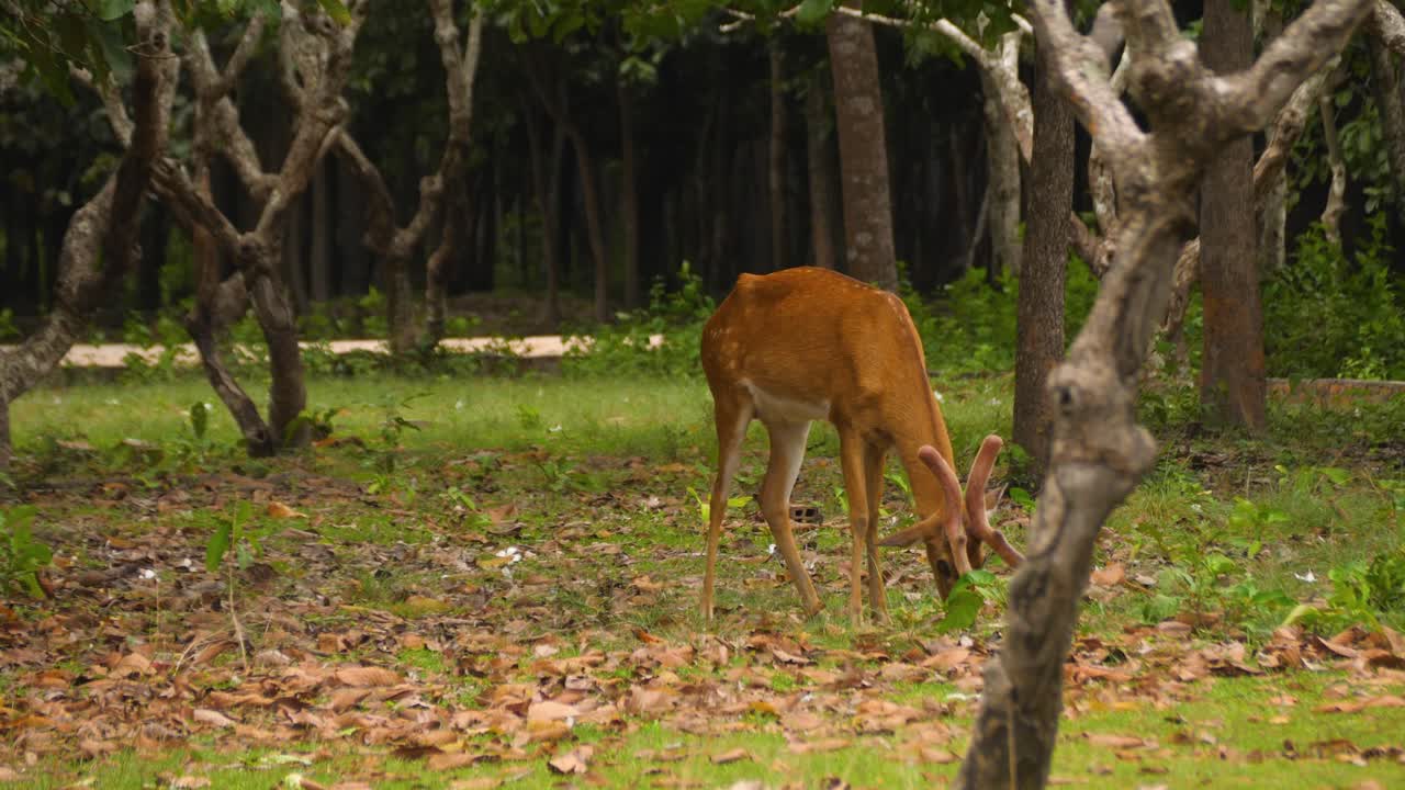 Swamp deer Barasingha wildlife animals Southeast Asia nature habitat