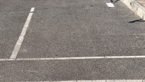 a seagull in a parking lot in milnerton near cape town.
