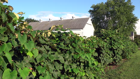 grape vines blowing in the breeze on a beautiful summer day in the rural countryside