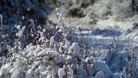 white snow covering dry grass on frozen field close up. snow-covered vegetation.