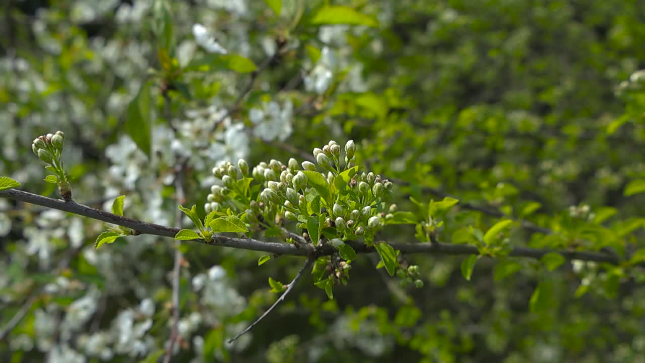 Macro detail of apple or cherry tree white flower buds before blooming. Closed blooms surrounded by small green tree leaves in the sunlight. Spring branches waving in wind. Beautiful bokeh background