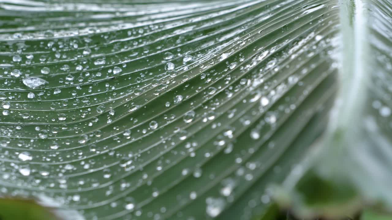 gotas de agua pura y brillante en la superficie de una gran hoja de plátano