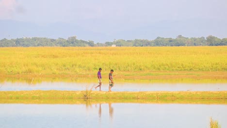 孟加拉農民在活<unk>的水田上散步,從遠處看