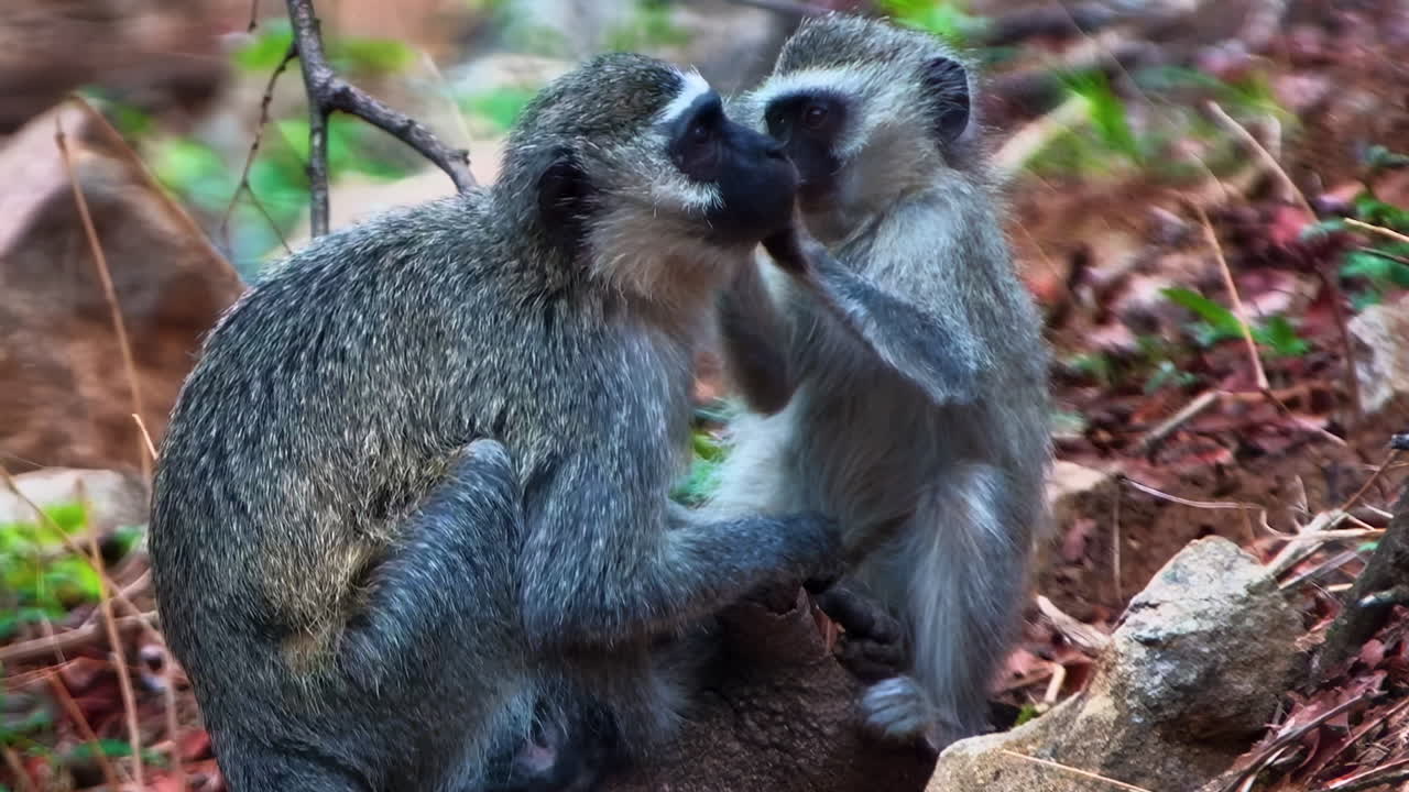 A young Vervet monkey affectionately grooms an adult in a tender social moment