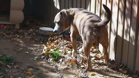 dog on a chain, the dog next to the booth, the dog in the yard. guard dog on a chain in the village. cute country attached with short chain to its kennel