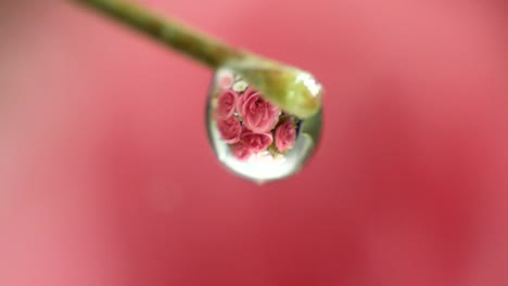 extreme macro shot single water drop on plant stem, roses reflection