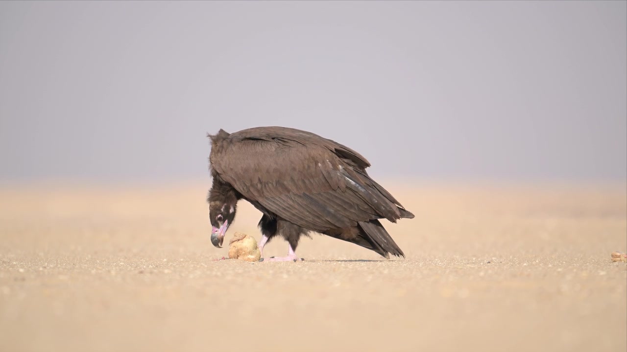 A cinereous vulture bends low over a carcass on bare sand, feeding steadily as heat haze softens the empty desert background in Kuwait.