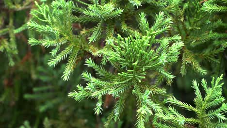 Cerca-De-Las-Ramas-Del-árbol-De-Navidad