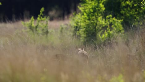 wolves in a grassy field