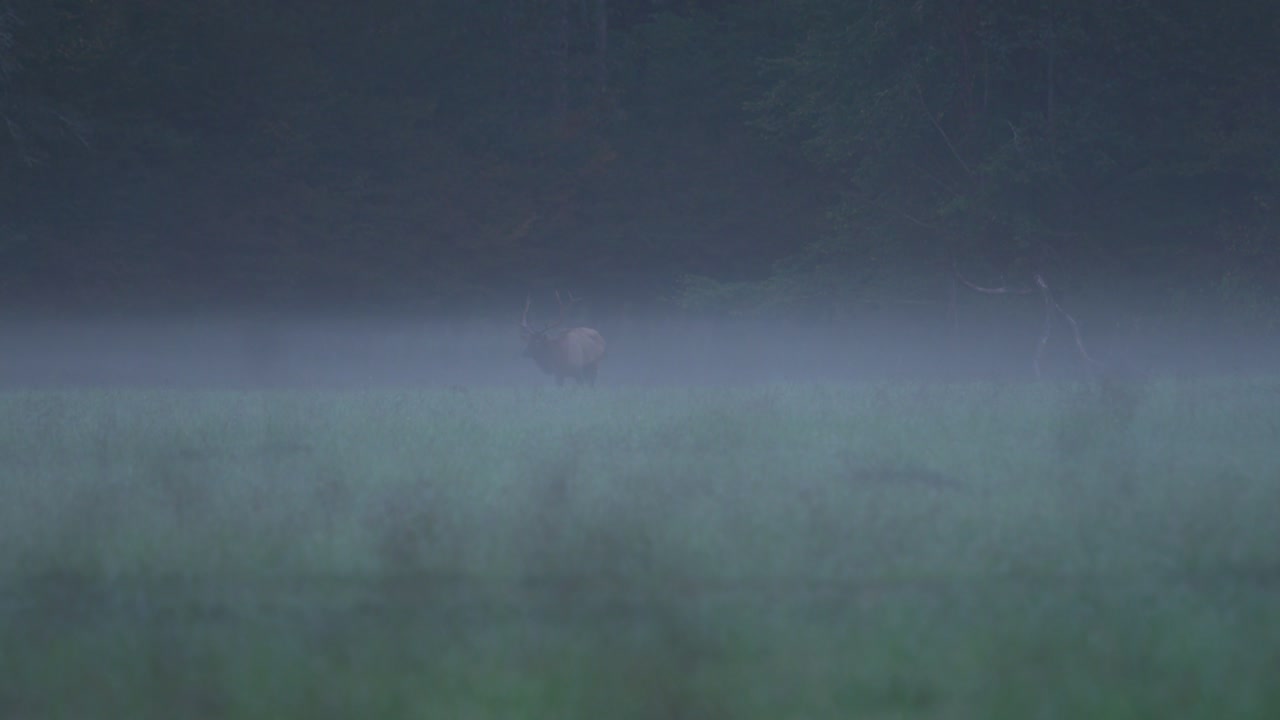 황소 엘크는 풀을 뜯고 산의 안개를 통해 주위를 둘러봅니다.