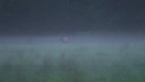 bull elk grazes and looks around through the fog in the mountains