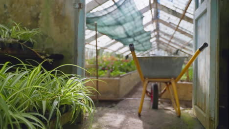 old greenhouse with plants and garden cart