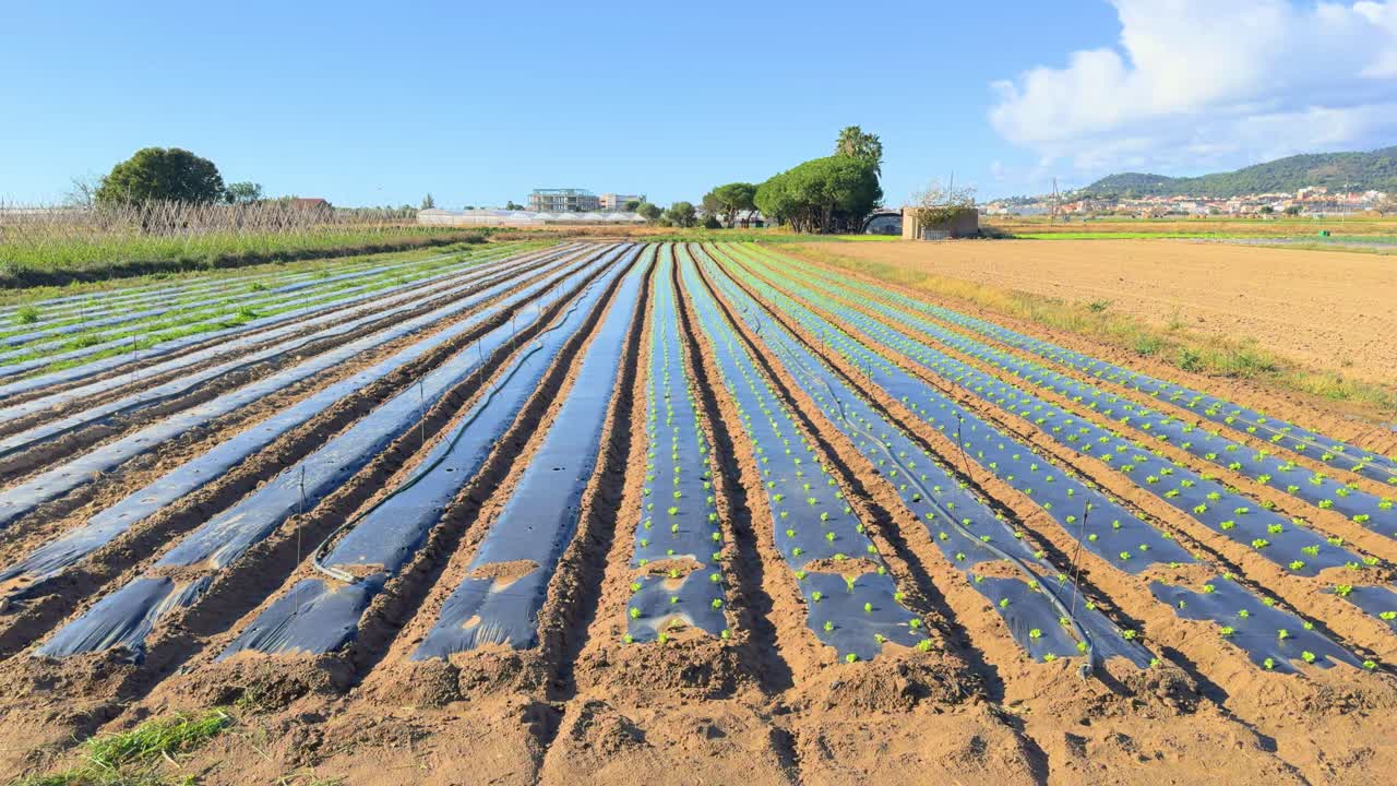 disparo deslizante horizontal con gimbal de un campo de lechuga recién plantado