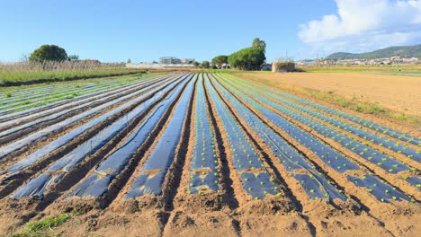 horizontal sliding shot with gimbal of a newly planted field of lettuce