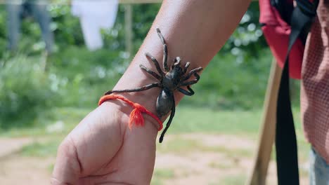 close-up on a tarantula hung on forearm