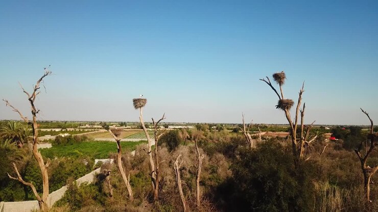alone white long leg bird stork animal stand on dry foliage nest on top of tree in green summer landscape of rural village countryside in Iran Dezful nature wonderful landscape of wild life emigration