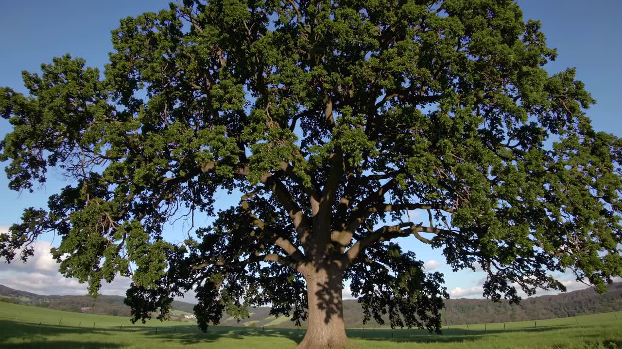 Majestic oak tree captured from a low-angle, showcasing its expansive branches against a clear sky