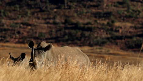 head ears and horn of white rhinoceros visible above tall grass at sunrise