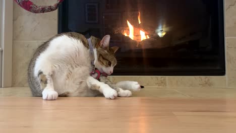 house cat grooming itself in front of a cozy fireplace