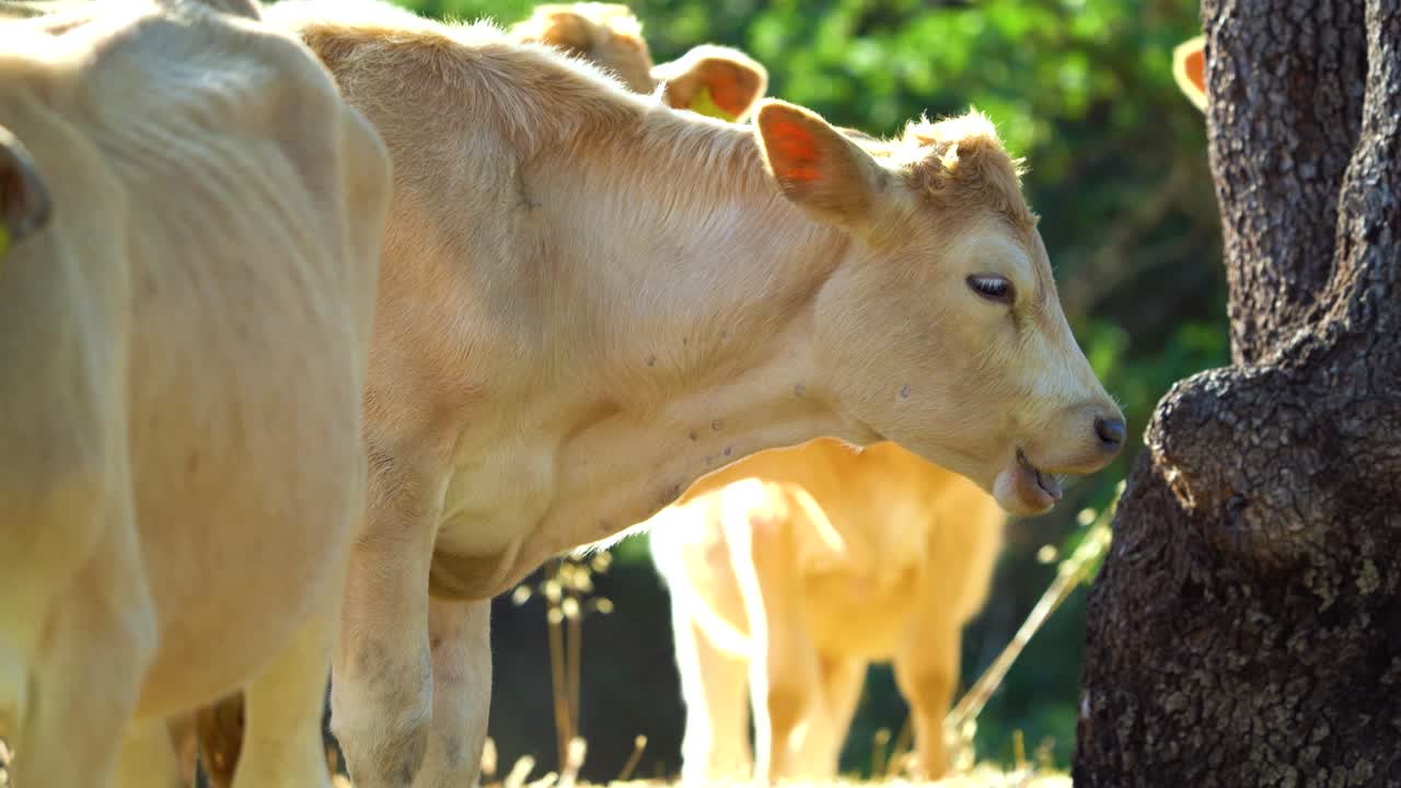 4k 가축이 나무  ⁇  프로파일  ⁇ 에서 풀을 잡고 있습니다.