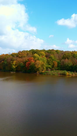 brown river splitting into two branches watering the woods. beautifully colored trees in the autumn forest on sunny day. vertical video