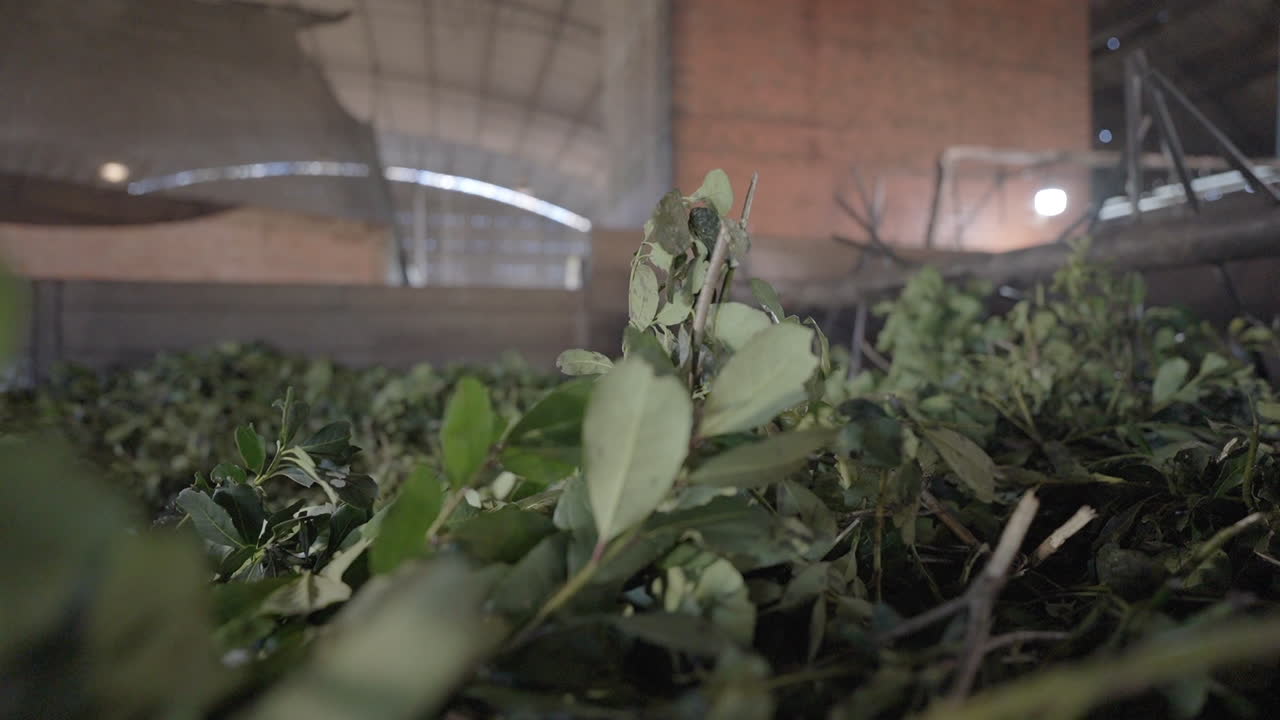 Traditional Yerba Mate Manufacturing Plant, South American Herbal Industry Scene