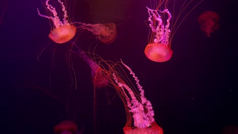 medusas coloridas nadando en cámaras perdidas