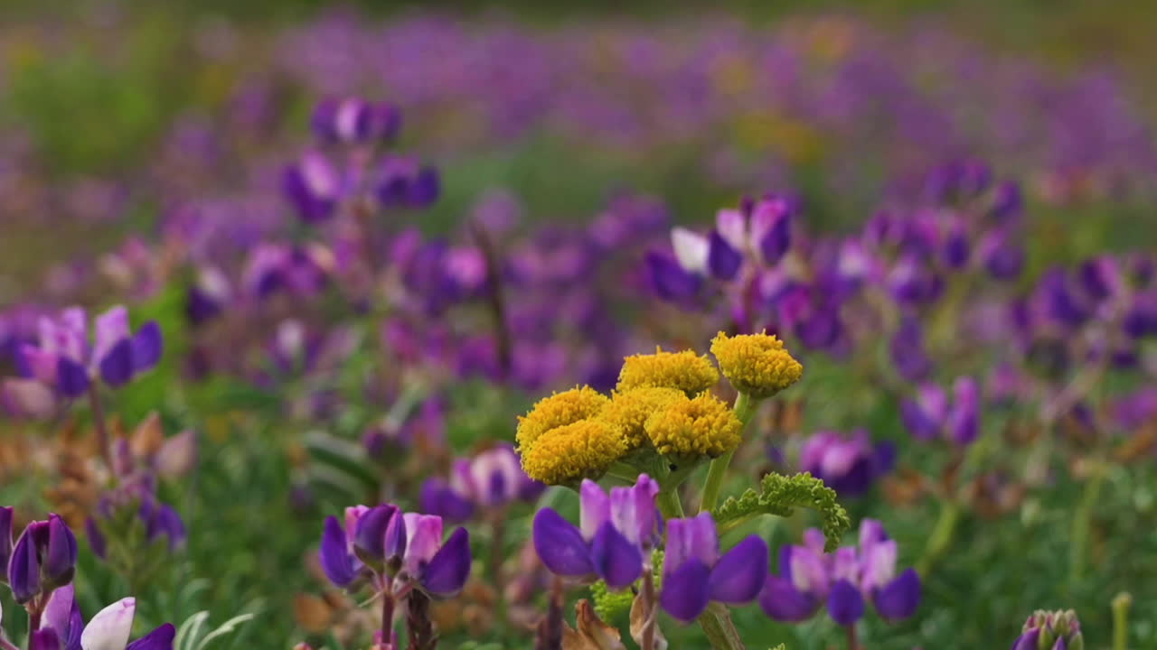 flores de crisantemo rodeadas de flores silvestres de lavanda durante la primavera en oregon