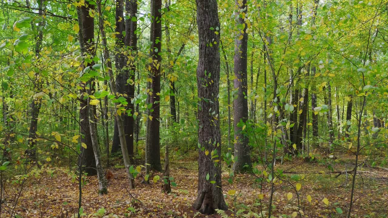 Stationary view of a forest with green and yellow trees blowing in the light breeze. The sun comes out in the second half of the clip and leaves drift by.
