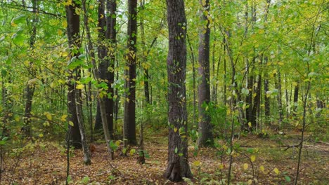 stationary view of a forest with green and yellow trees blowing in the light breeze. the sun comes out in the second half of the clip and leaves drift by.