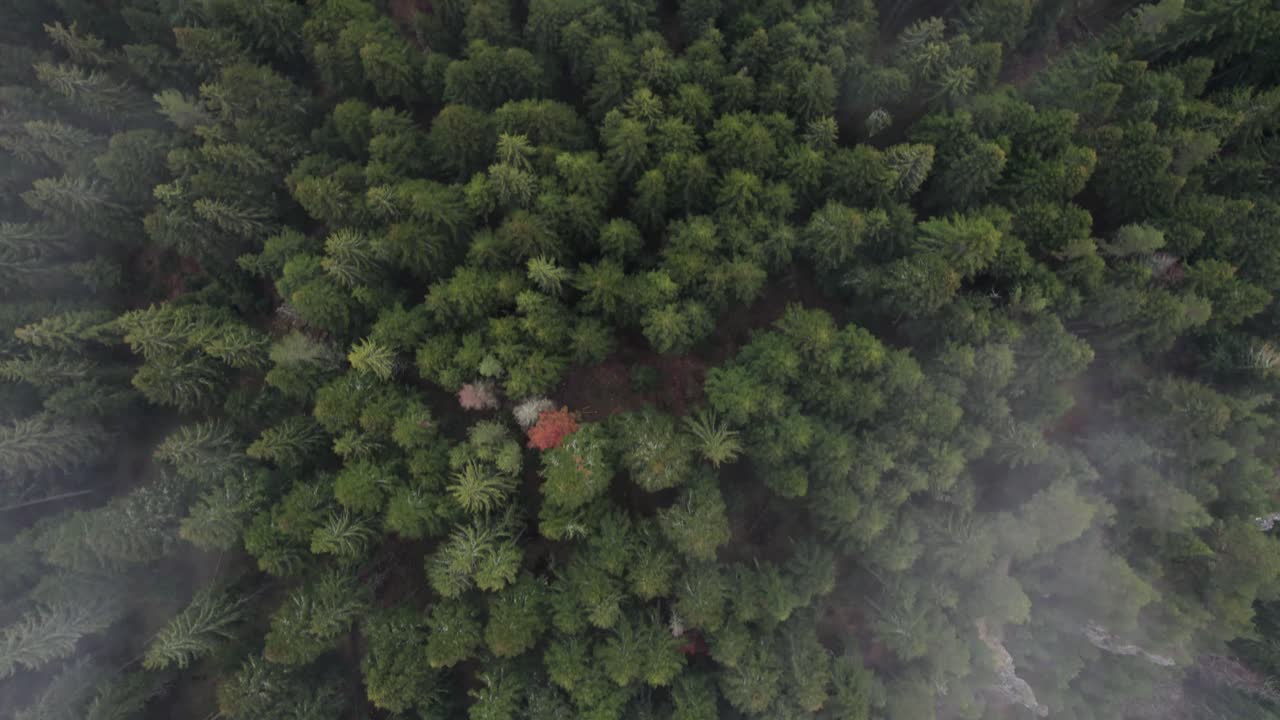안개 가 가득 한 구름 에 있는 나무 꼭대기 의  ⁇  아래 에 있는 항공 사진, 보스니아 숲