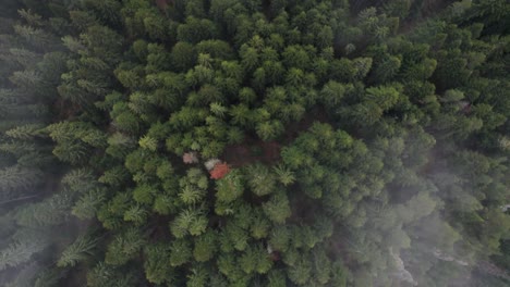 top down aerial of tree tops in misty clouds, bosnian forest