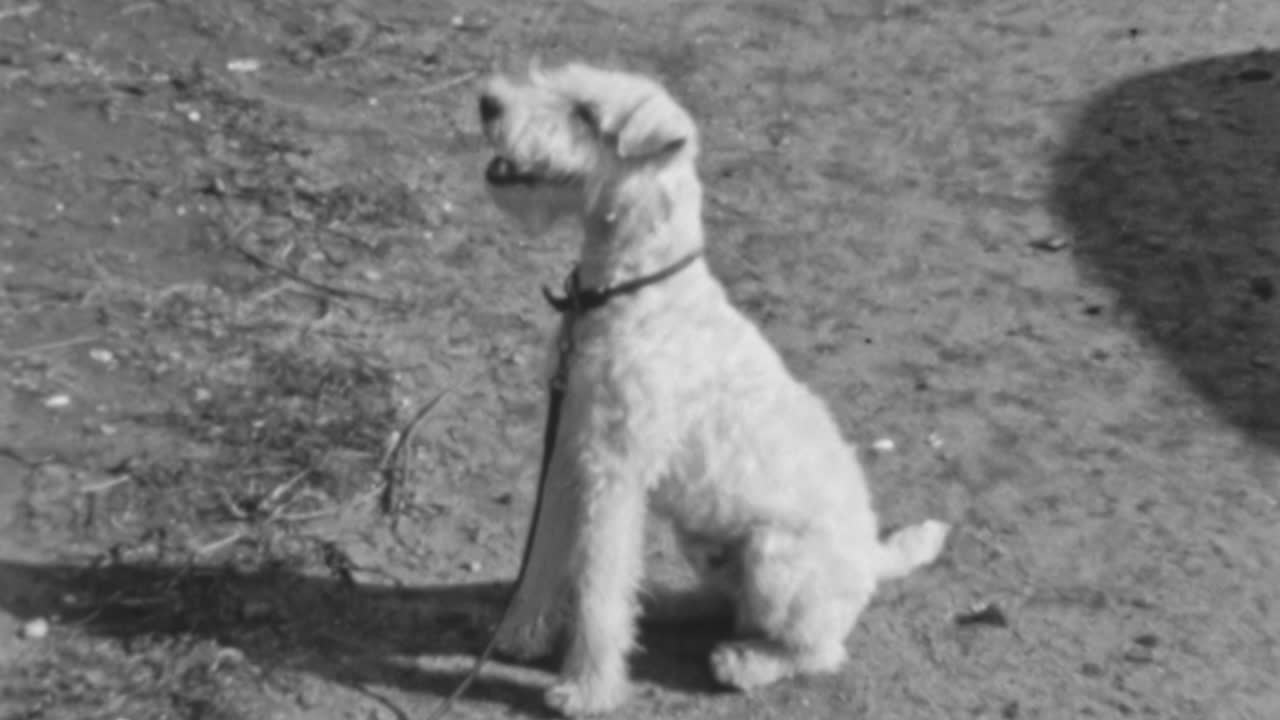 여성은 은 오후에 산책하는 동안 규율로 명령을 따르는 그녀의 와이어 폭스 테리어 개에게 보상을합니다.