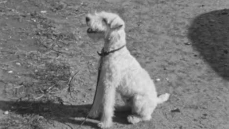 woman rewards her wire fox terrier dog for following commands with discipline during a walk on a sunny afternoon