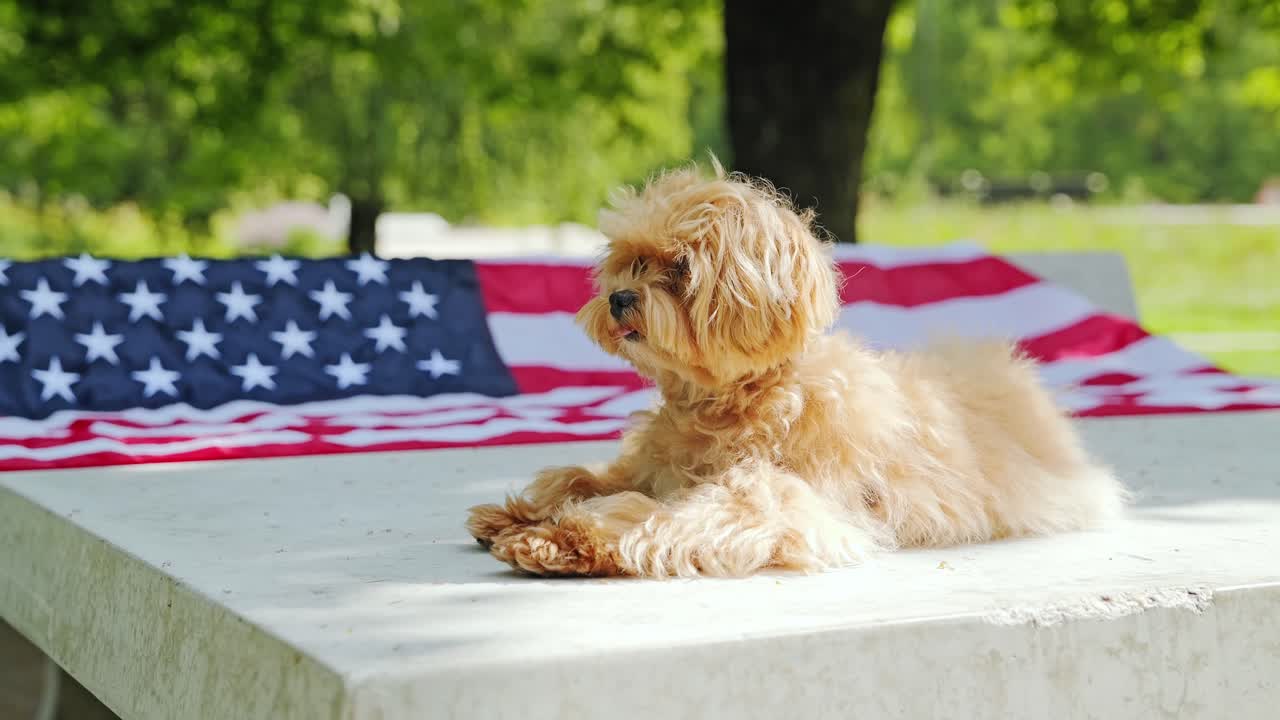 Relaxed puppy enjoying summer sun while lying beside waving American flag