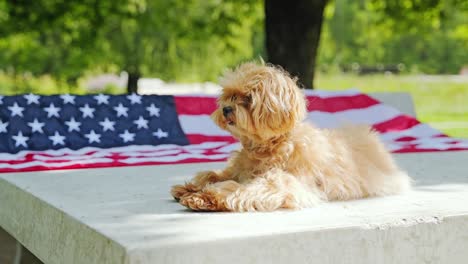 relaxed puppy enjoying summer sun while lying beside waving american flag