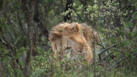 Male-African-Lion-behind-wet-foreground-foliage-stops-grooming-to-look